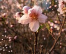 魂結び霊導鑑定で《秘めた愛の真実》を霊視します 不倫の行方、復縁、結婚、ツインレイなどあらゆる恋の悩みを解放 イメージ6