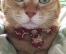 猫様との快適生活を応援サポートします 猫の御家族さん、猫好きさん向けの情報交換や相談相手致します。 イメージ2