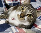 大切なペットとの相性を鑑定します もっと仲良くなるために大切なこと探りましょう。 イメージ1
