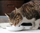 猫ちゃんの手作りご飯のアドバイスをします 大好きな猫ちゃんに『美味しく健康』な毎日を過ごしてほしい方へ イメージ3
