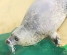思い出写真を絵にします 素晴らしい思い出を記念に絵にして残しませんか イメージ6