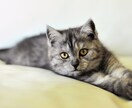 ペットの気持ちをお伝えします 愛しい「うちの子」との生活を充実のために イメージ2