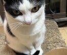 何でも話相手、愚痴相談聞きます だれでも、どんな話でも、大丈夫です！ イメージ1