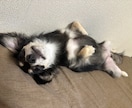 子犬の相談承ります わんちゃん迎えたばかりで不安な方、寄り添います。 イメージ1
