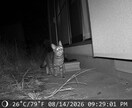 迷子猫の探し方。ペット探偵に頼む前に相談にのります 迷子猫を見つけられた経験あり。初動のアドバイスをします。 イメージ2