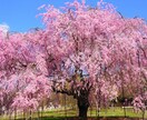 【傷ついた自尊心へ】 木花咲耶姫さまの桜花ヒーリング イメージ1