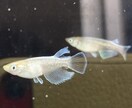 あなたのメダカに対する疑問にお答えします メダカの研究をしている大学院生が真摯にお答えします！！ イメージ3