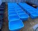 ペットショップ店員がメダカの飼育お答えします 飼育について、夏、冬、季節の飼育、繁殖、稚魚管理、商品など イメージ1