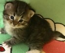 資格あります(゜-^*)/癒しの提供致します 暇潰しもOK！愚痴やお悩み聞きますଘ(੭*◕ฺω◕ฺ)੭*ੈ イメージ2