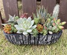 多肉植物の寄せ植えお作りします 多肉植物の専門家があなたにピッタリの寄せ植えをお作りします イメージ7