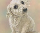 愛犬、愛猫、愛鳥の絵描きます あなたと大切なペットとの思い出、絵に残してみませんか？ イメージ2