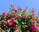 恋愛や人間関係でお悩みの方のお話しをお聞きします 悩んで夜も眠れない方へ。心を軽くして明るい明日を迎えませんか イメージ1