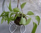 コケ玉を手作りすることを教えます 好きな花や観葉植物をコケ玉にして、お部屋・玄関なとに飾ります イメージ1
