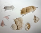 プロが世界に一枚のリアルなペット鉛筆画を描きます 昆虫・魚類・両生類・爬虫類・鳥類・哺乳類まで全対応します イメージ10