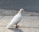 心を込めて占います 心の整理のお手伝いを致します。 イメージ1