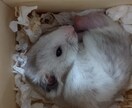 愚痴や寝る前の雑談、適応障害の悩みなんでも聞きます 普段の疲れを癒すためになんでも聞きます、男女年齢問いません イメージ2