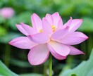 雑談・相談｜上手く話せなくても伺います 落ち着いた大人の女性が、ゆるり時間をご用意します☘️ イメージ2