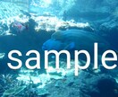 水族館の生き物の画像提供します 背景などに使えそうな5枚を選びました。 イメージ2