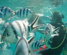 海に潜ってみたい。体験ダイビングやライセンスにチャレンジしてみたい方へ イメージ3