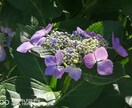 花の写真を提供します 青空や田舎の空気もお届け! 現在70枚、少しずつ増えます。 イメージ1