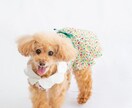 遊びながら撮る！わんちゃんと家族の記念を撮ります 大切な家族のわんちゃんとの、一生の思い出をプロが撮影します。 イメージ2