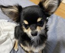 愚痴でも何でもお話しお聞きします 愚痴をお話ししてもらいストレス解消していただきたいです！ イメージ3