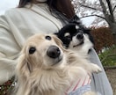 愛犬の声を聞いた手作りごはんをお伝えします 手作り初心者さんでも簡単にできる栄養満点レシピ イメージ10