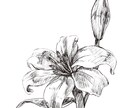レトロ・クラシカルな印象のペン画描きます 花・食べ物・楽器etc...　"欲しい"にお応えします。 イメージ3