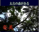 奄美大島をディープにガイドします ここが知りたい！ウェブにはない情報をお伝えします。 イメージ2