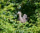 写真データ販売致します 鳥など自然を撮っております。色々な写真があります。 イメージ9