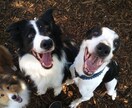 訓練歴40年の引退訓練士が何でもお答えします 愛犬の問題行動すべて理由があります イメージ2