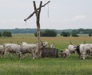 ハンガリー特化型の旅を提案します 朝は小鳥の声で目覚める旅籠滞在をプロデュース。 イメージ10