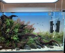 あなたの水槽サポートします お悩み改善、提案まで、1ヶ月間何度でもご相談いただけます。 イメージ4