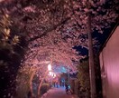 桜の画像などを用意しています 夜桜の画像を用意しています他の写真も用意できます イメージ2