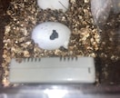 爬虫類の飼育相談を承ります 爬虫類全般の飼育相談！※専門雑誌掲載経験が複数回あります イメージ4