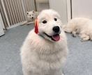 否定せず、あなたの恋の悩み・愚痴を最後まで聞きます 男の本音が知りたい方へ、ゆっくりお話ししましょう イメージ1
