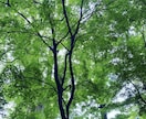 占い師がどんなお話もお聞きいたします 愚痴/恋愛相談/子育ての悩み/話し相手/雑談/人生相談 イメージ8