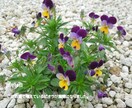 花の種　いろいろ　選べます 自家栽培の種ですが、いろいろあります。 イメージ1