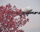 元エミレーツCAが英会話レッスンをします ☆オーダーメイド英会話/英語面接対策/就活相談など☆ イメージ1