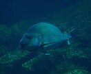 魚の同定、承ります この魚の種類は？毒は無いの？食べられるの？等々知りたい方へ！ イメージ5
