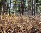 ミツマタの、写真を提供します みつまたの花の写真集です。春のみ咲く貴重なお花。 イメージ4