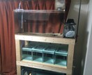 熱帯魚の飼育の相談お受けします 観賞魚の飼育に関する問題の具体的解決案を提案します！ イメージ3