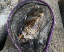 初心者向けのルアーフィッシング道具を選びます 1本のロッドで【なんでも釣りたい】欲張りさん必見です！ イメージ8