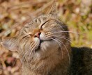 あなたのお話聴きます 疲れた時、ちょっと話したい時に、電話でお話しましょう♪ イメージ1