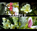 気軽に使えるワイドサイズの「春の花」写真提供します HPやブログなどの素材にどうぞ・蕾写真があるもの含めて24枚 イメージ4