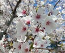 どんな小さな悩みでもお話し聞きます 看護師、保健師経験あり。あなたの気持ちに寄り添います。 イメージ1