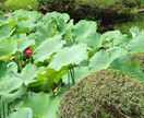 親身にお話させて頂きます お話して、少しでも心が軽くなれば幸いです イメージ1