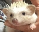 ハリネズミの飼い方＆買い方教えます ハリネズミ飼育の経験に基づいたアドバイス。 イメージ4