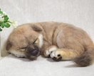 うちの子 羊毛フェルトでお作りします お写真から大切なペットさんをリアルにお作りします イメージ2