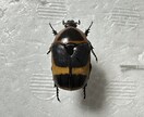 昆虫標本の作成を代行します 屋号名: BOOM INSECT イメージ9